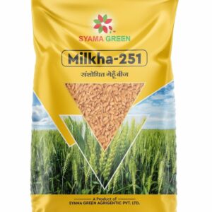 Milkha-251 Research Wheat Seed